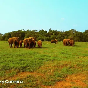 Minneriya Jeep Safari Hotel